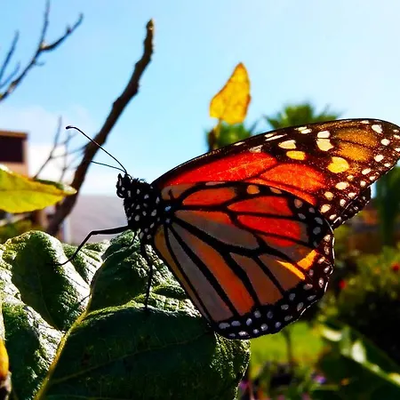 Azul Fuerteventura 2*