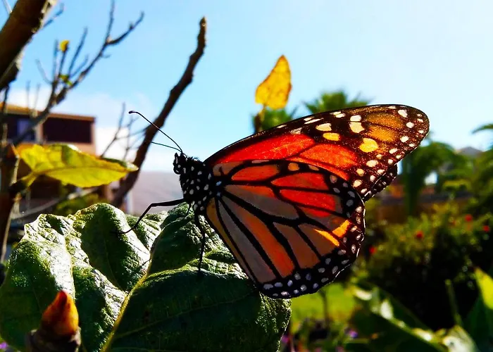 Azul Fuerteventura 2*